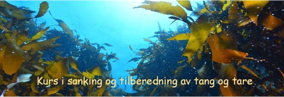 Workshop i tang og tare - Dag 2 praksis